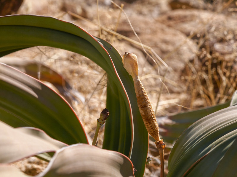 Twyfelfontein, Welwitschia